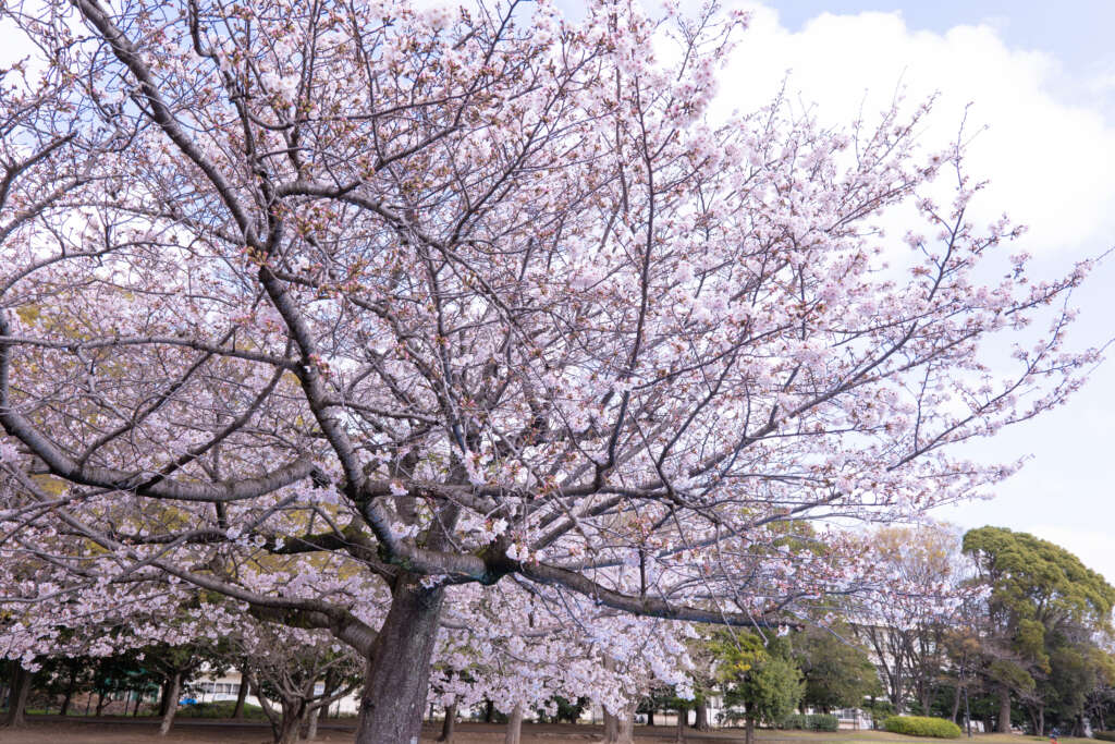 2026.3.28 Salon d'愛理IRI 花見