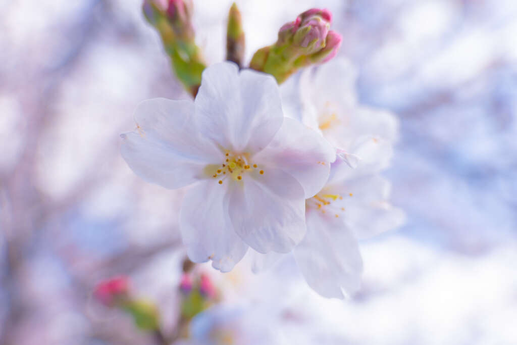 2026.3.28 Salon d'愛理IRI 花見